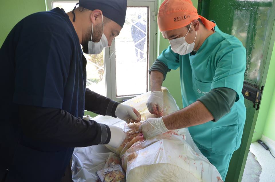 Kayıt Altına Alınan Sokak Köpekleri Kısırlaştırılıyor