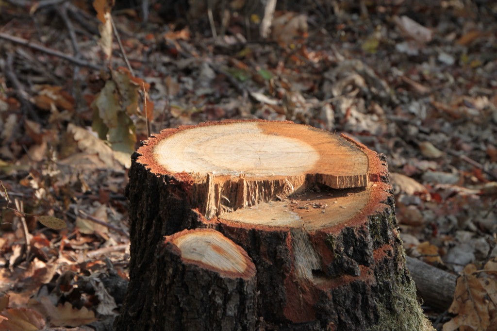 Kestiği Ağacın Altında Kalan İşçi Hayatını Kaybetti