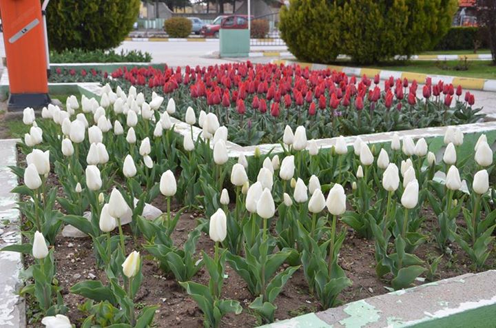 Ereğli Renk Cümbüşüne Dönecek