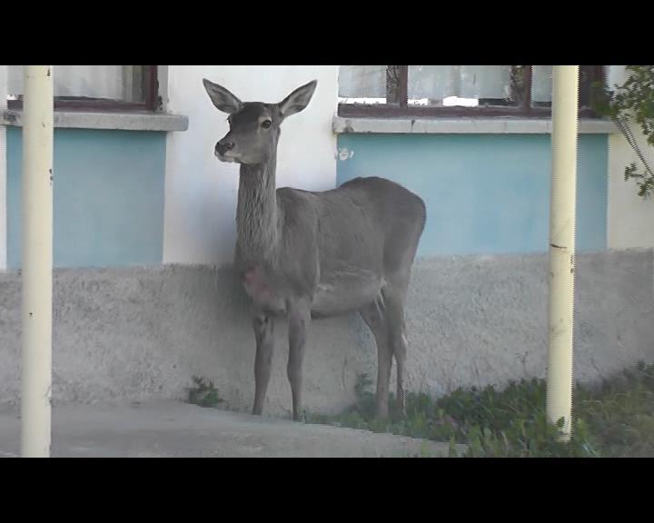 Akşehir'de Geyik Kurtarma Operasyonu