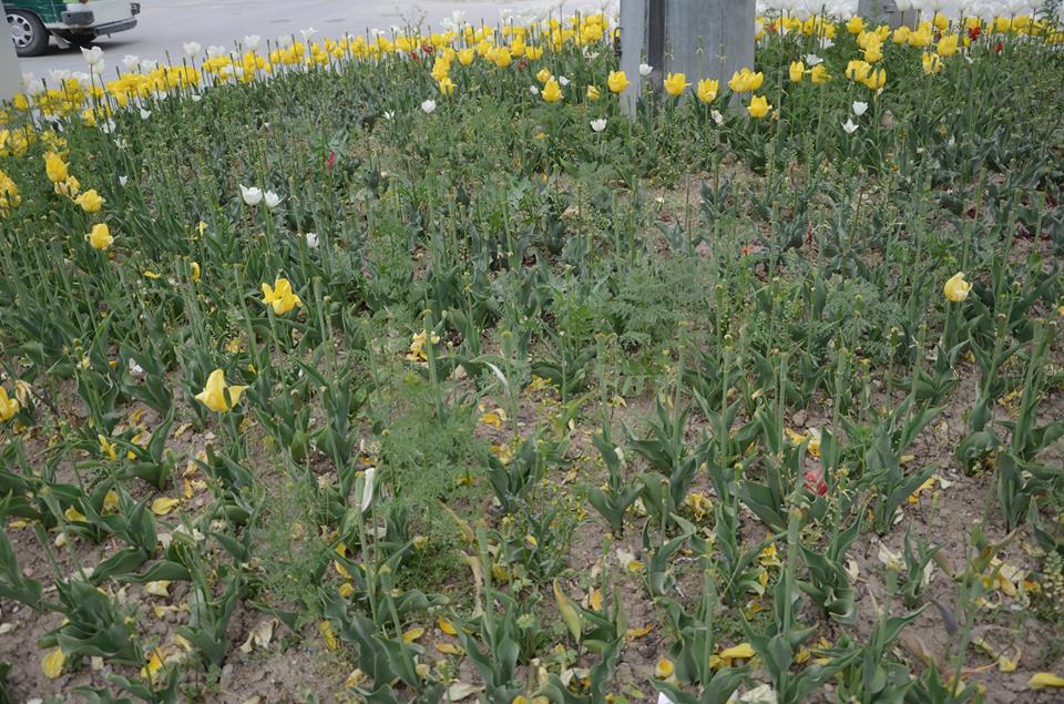 Duyarlı Vatandaşlardan Tepki: