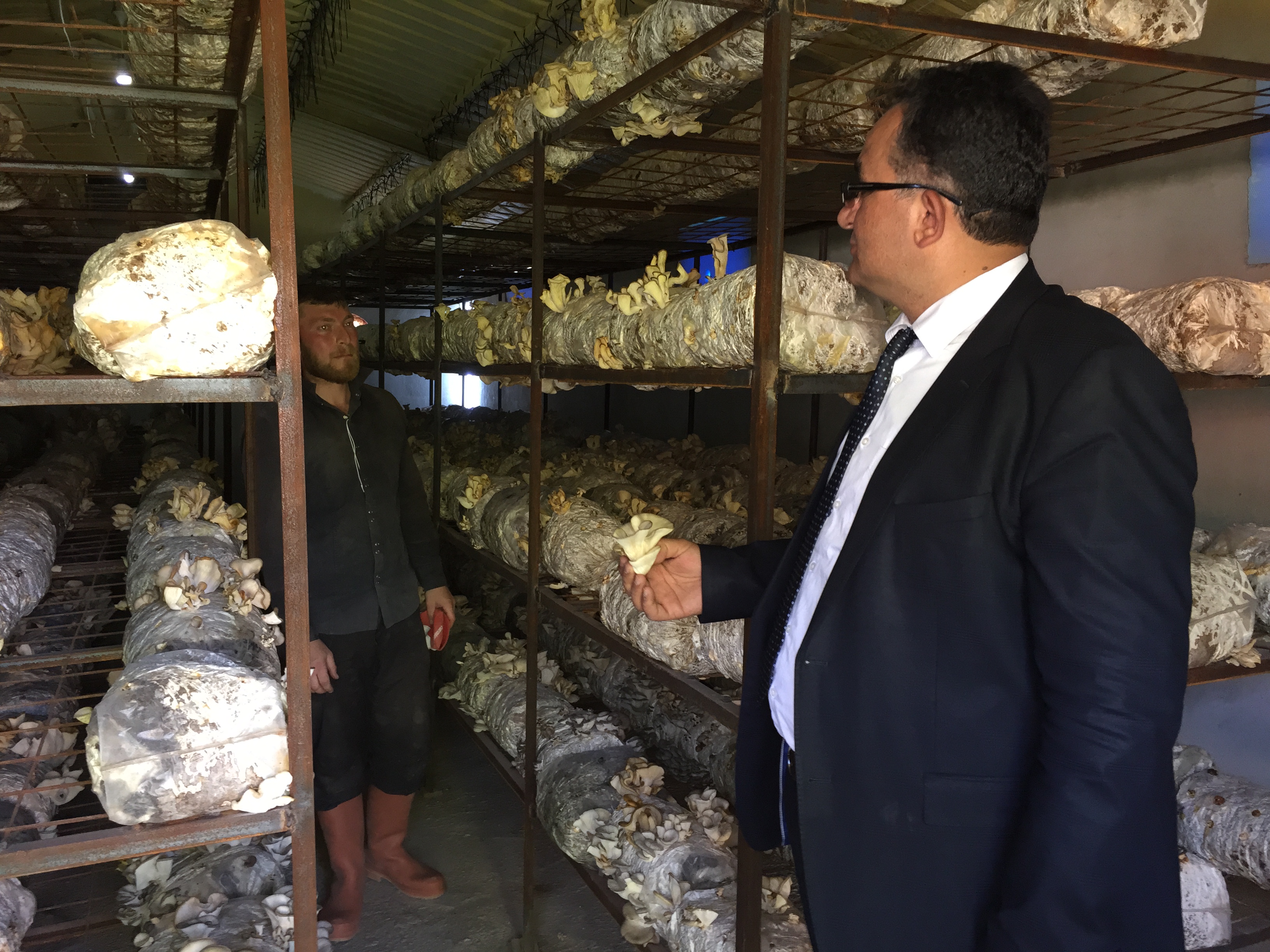 İstiridye Mantarı Talep Bekliyor