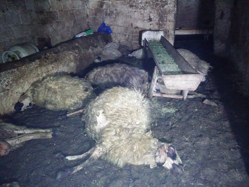 Üçgöz Mahallesinde Çıkan Yangın’da 10 Koyun Telef Oldu