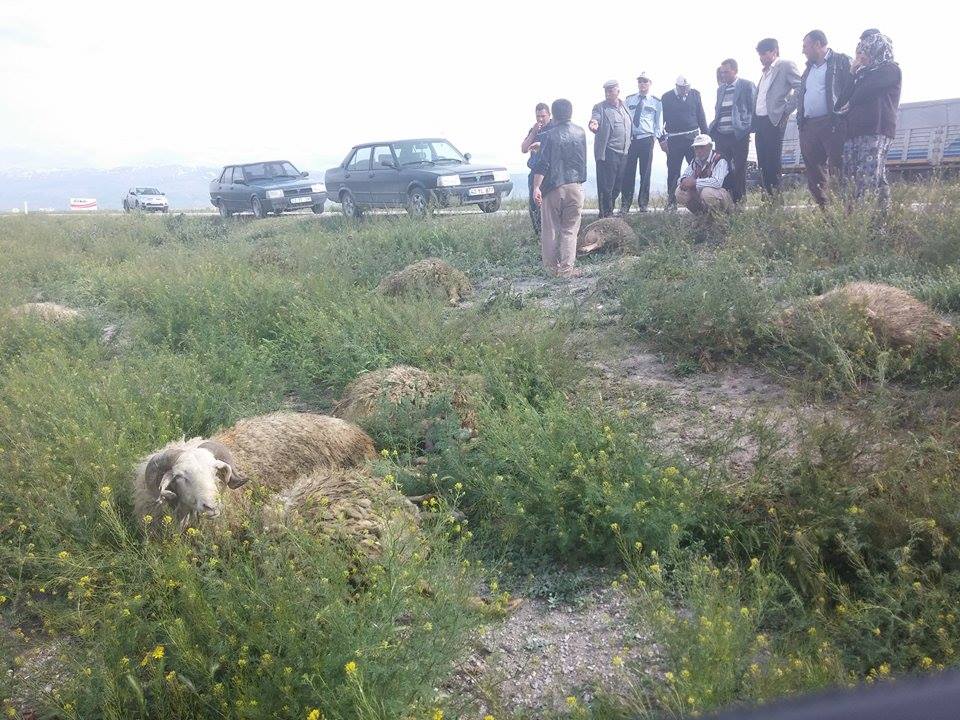 Yoldan Çıkan Kamyonet Otlayan Koyun Sürüsüne Daldı 15 Koyun Telef Oldu