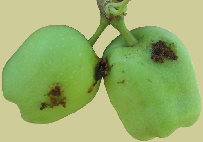 Elma İç Kurdu 1. İlaçlama Zamanı Geldi