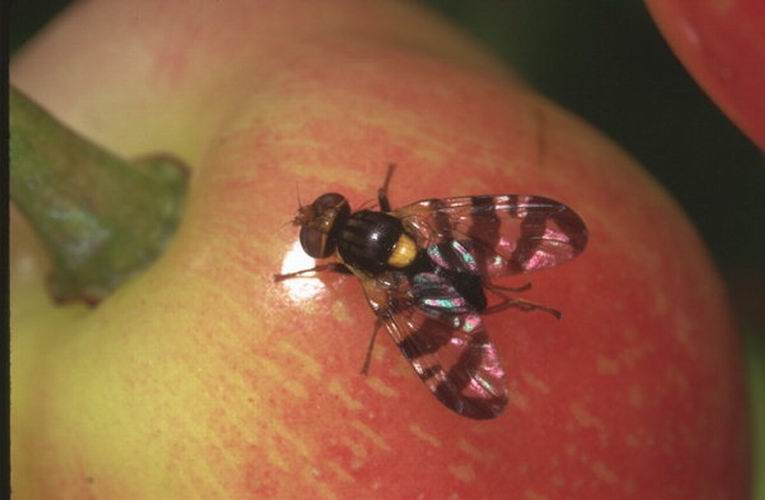 Kiraz Sineği 1. İlaçlama Zamanı Geldi !!!