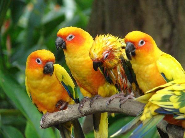 Polis, Papağan Hırsızlarını Ele Geçirdi