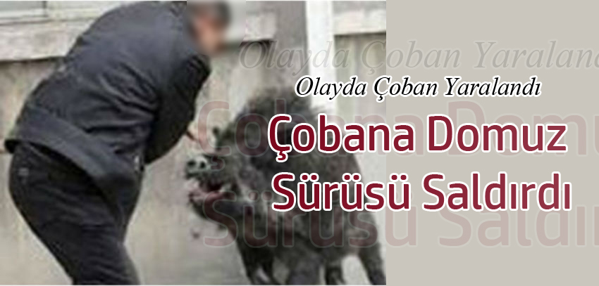 DOMUZ SÜRÜSÜ ÇOBANA SALDIRDI