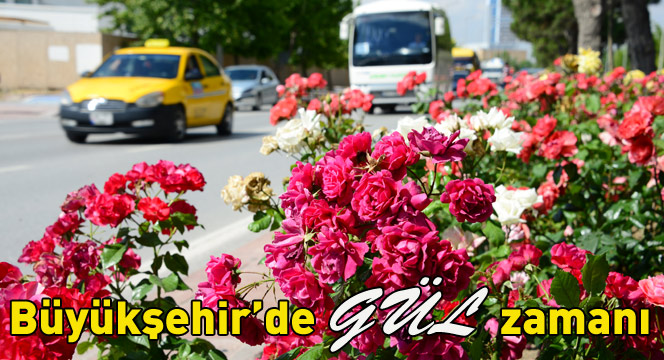 Büyükşehir’de ‘gül’ zamanı