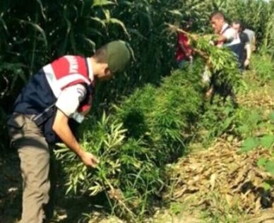 Jandarmadan Büyük Hint Keneviri Operasyonu