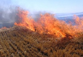 Anız Yakanlar ve Hasat Esnasında Dane Kaybına Neden Olanları Para Cezası Bekliyor?...