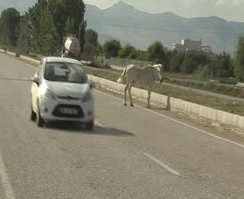 KARAYOLUNDA BAŞIBOŞ AT TEHLİKESİ!...