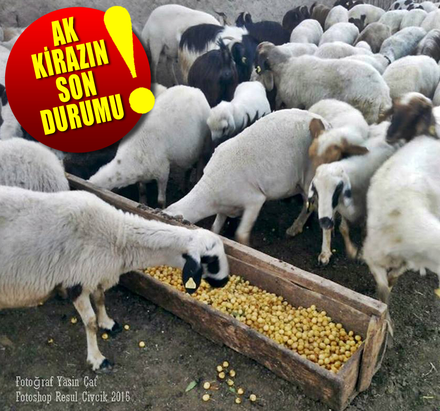 Kiraz Üreticisi Kirazlarını Yem Olarak Hayvanlara Yediriyor!