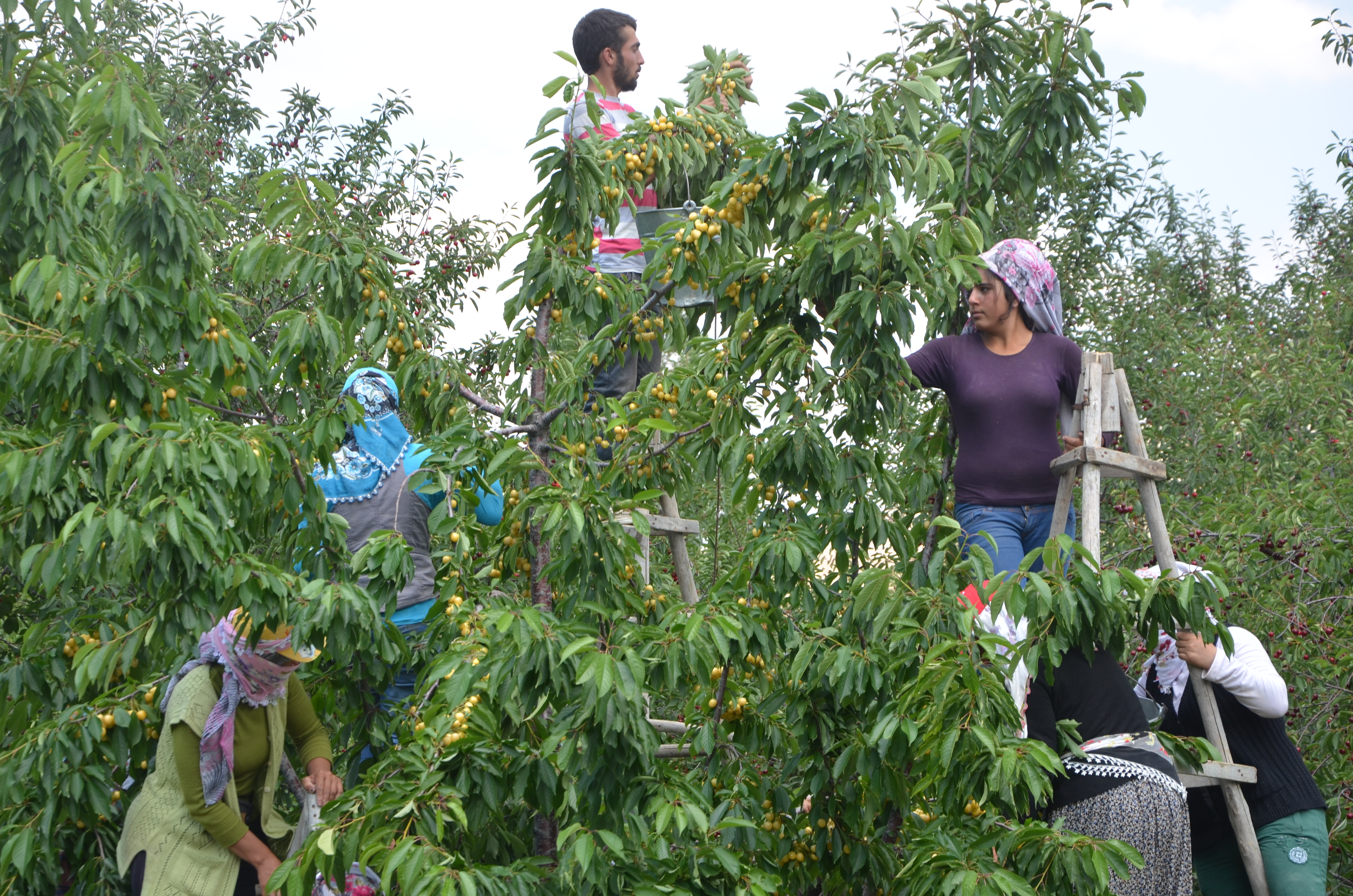 Beyaz Kiraz Üreticisi Düşük Fiyattan Dertli!...