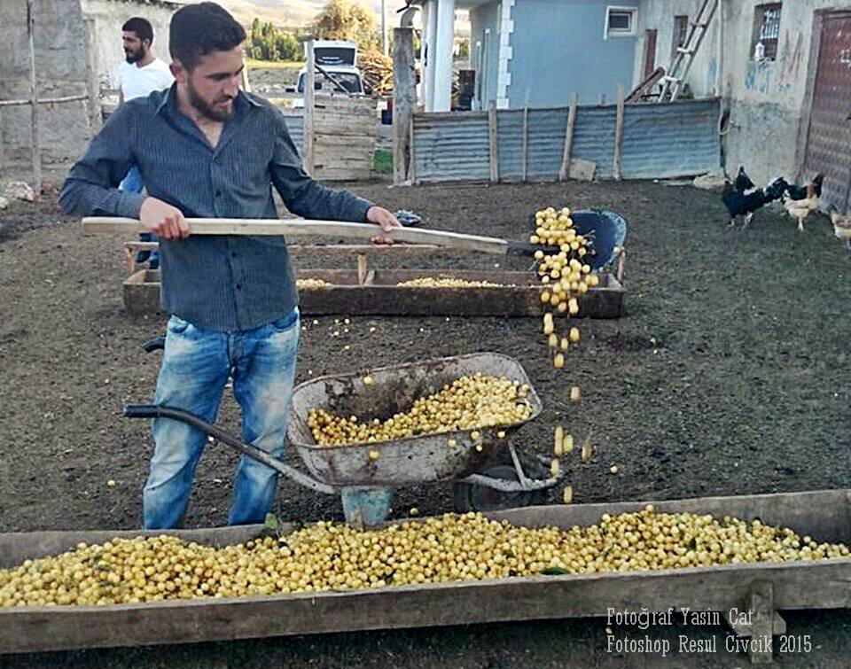 Ak Kiraz Yüzleri Güldürmedi, Kiraz Üreticisi Yetiştirdiği Kirazını Koyunlara Yem Olarak Verdi!...