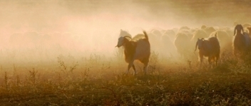 KOYUNLARINI OTLATAN ÇOBAN  HAYATINI KAYBETTİ