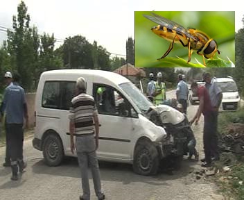 Arı trafik kazasına neden oldu