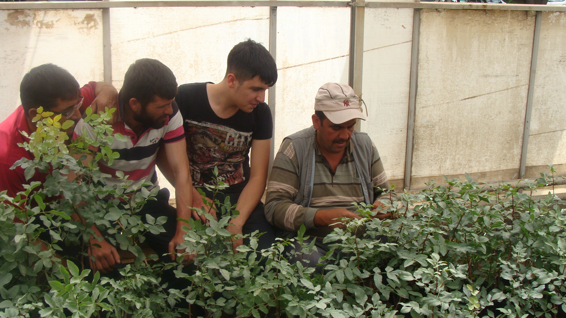 Fıstığa verimlilik aşılayacaklar