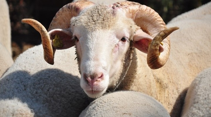 Kurban fiyatları açıklandı