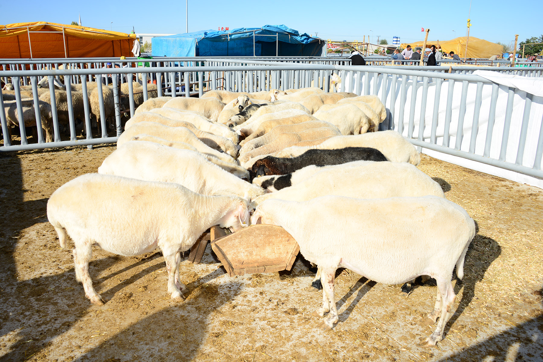 Büyükşehir Belediyesi Kurban Bayramı’na Hazır