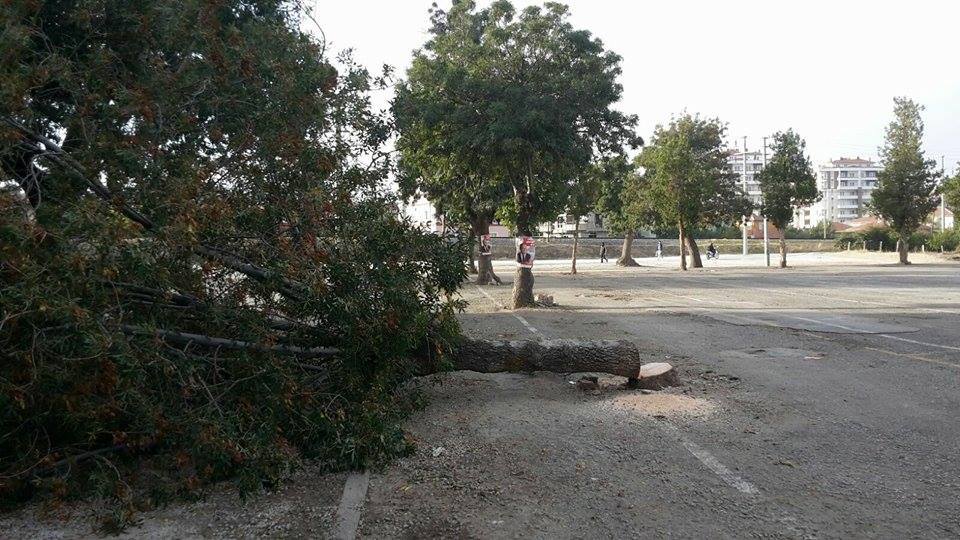 Taşevlerde Ağaç Katliamı