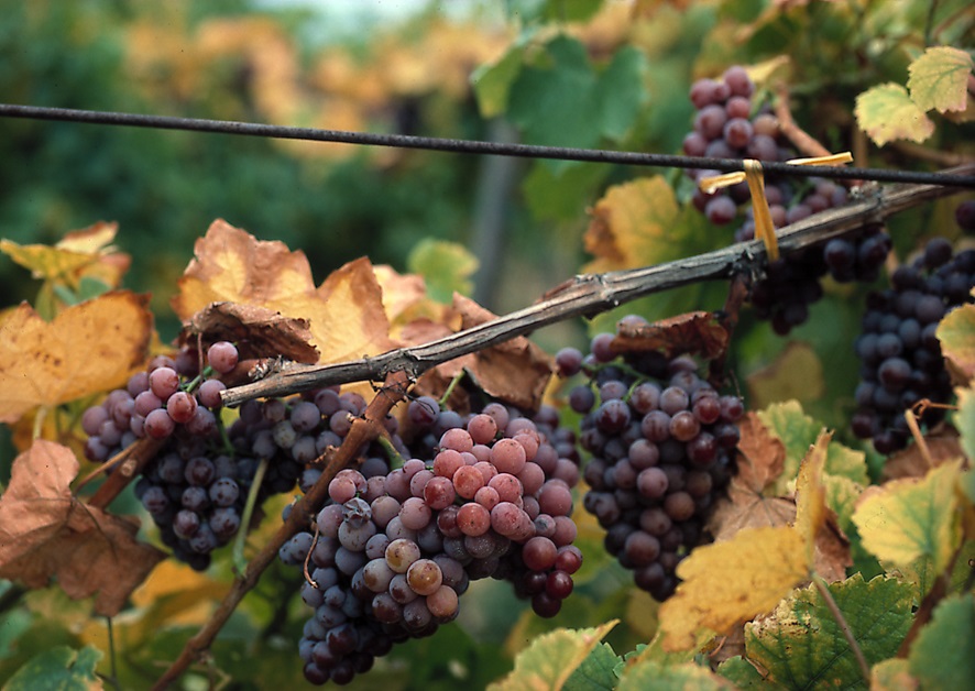 Nar ve üzüm suyu en güçlü antioksidanlar …