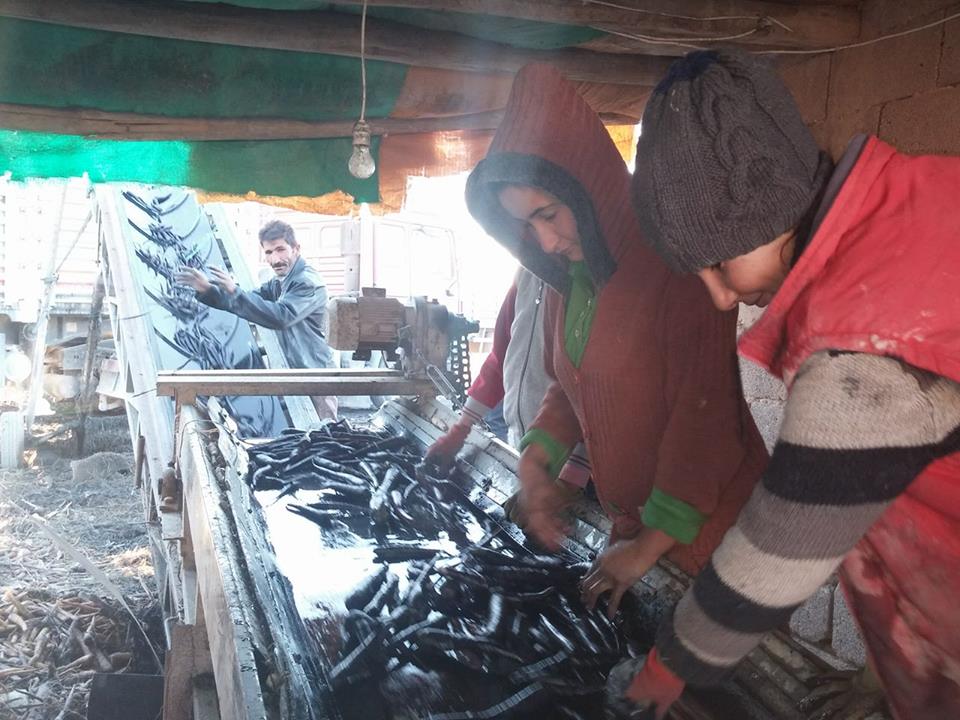 SİYAH HAVUÇ ÜRETİCİSİ DERTLİ!...