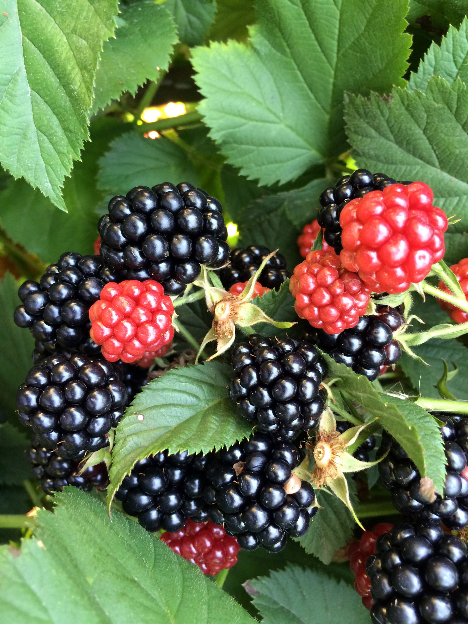 Büyükşehir’den Çiftçiye Böğürtlen Fidanı Desteği