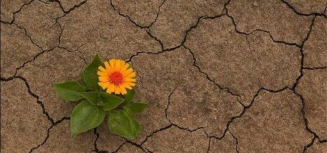 Sulak alanlar kuruyor