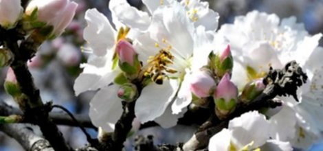 İLK CEMRE NE ZAMAN DÜŞÜYOR