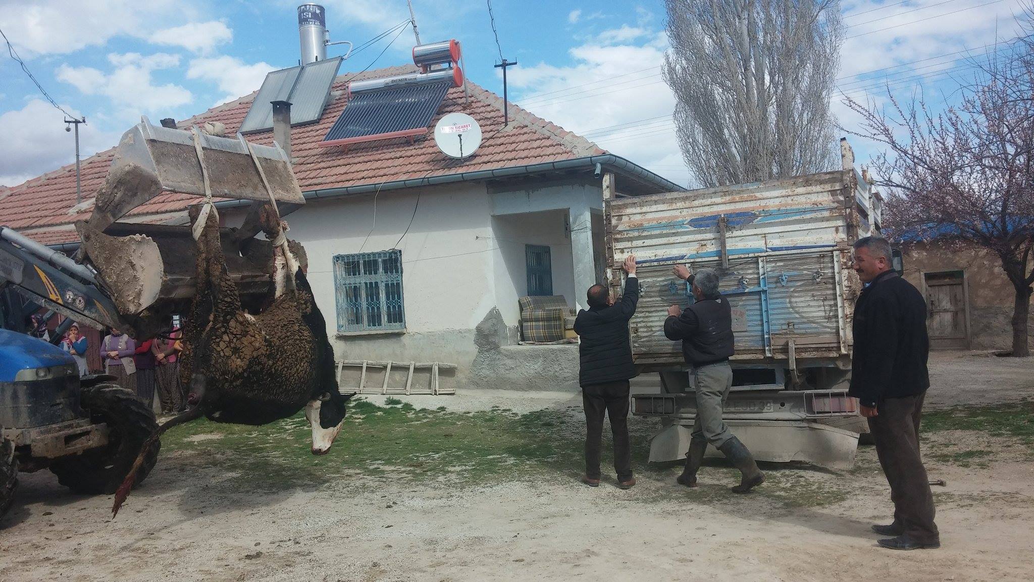 Şiddetli fırtına elektrik kaplosu koparttı, 5 inek telef oldu
