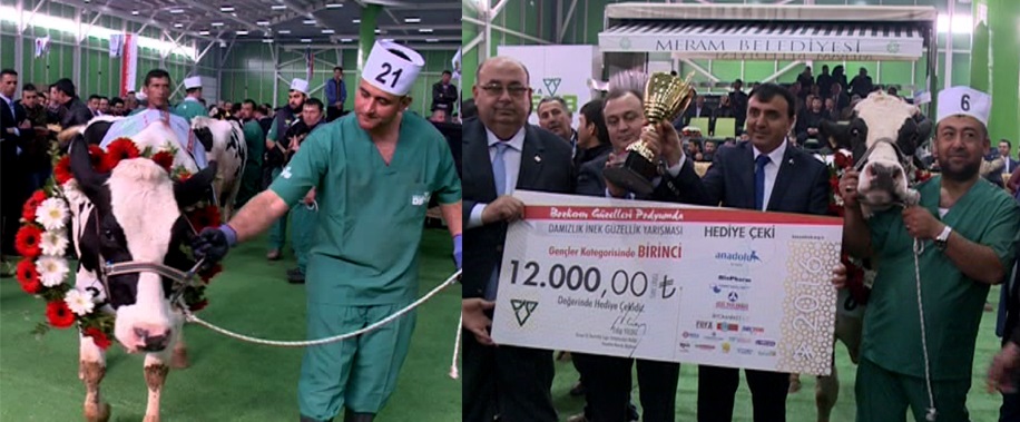 Damızlık İnek Güzellik Yarışması