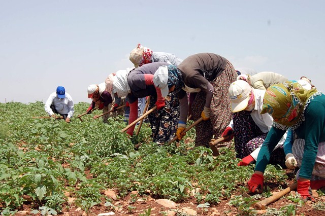 Mevsimlik Tarım İşçilerinin Ücreti Arttı