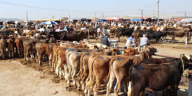 Canlı Hayvan ve Hayvansal Ürün Fiyatları