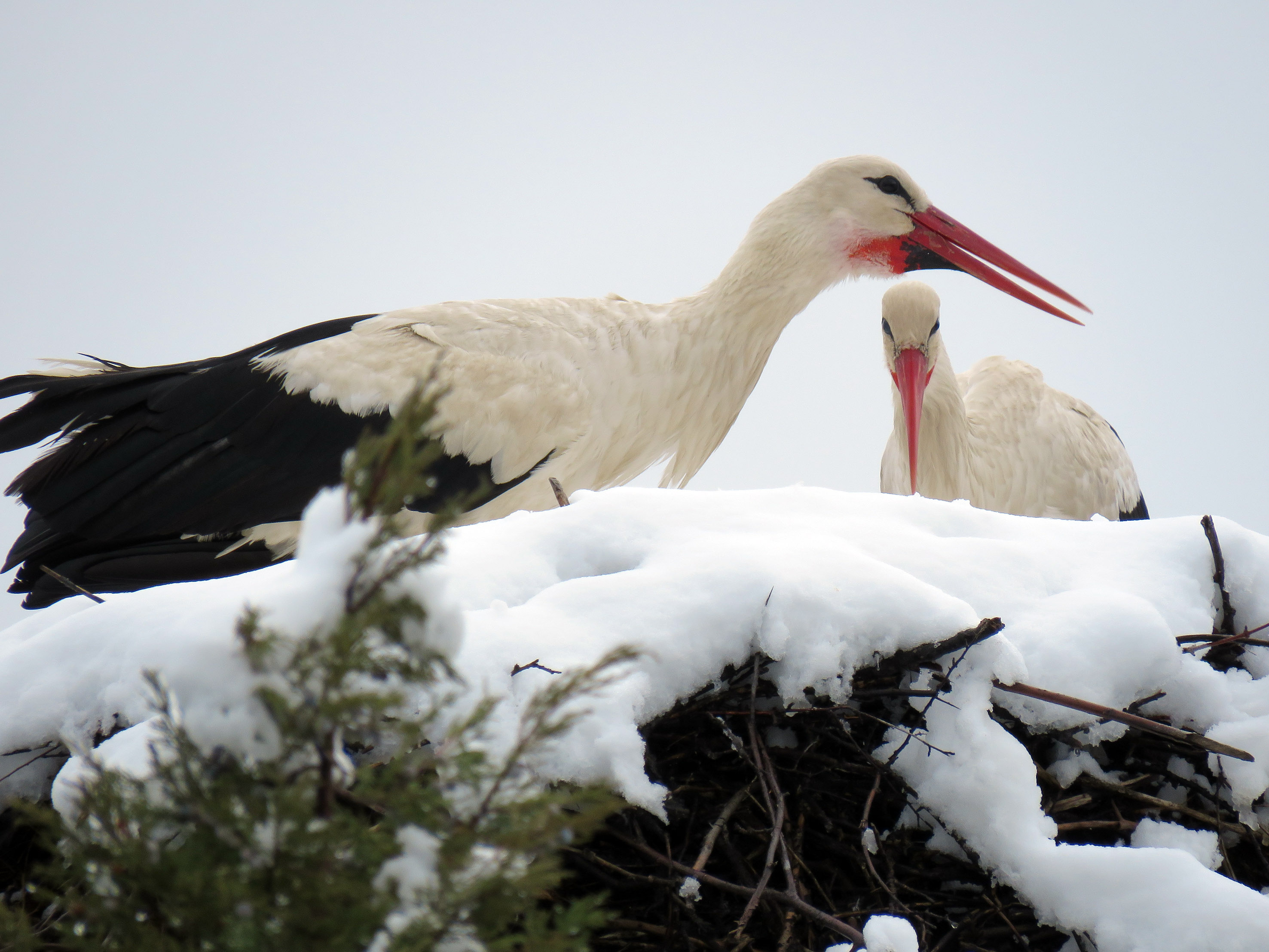 Beyşehir’in Simgesi Leylekler Vadisi’ni Hiç Böyle Gördünüz Mü?