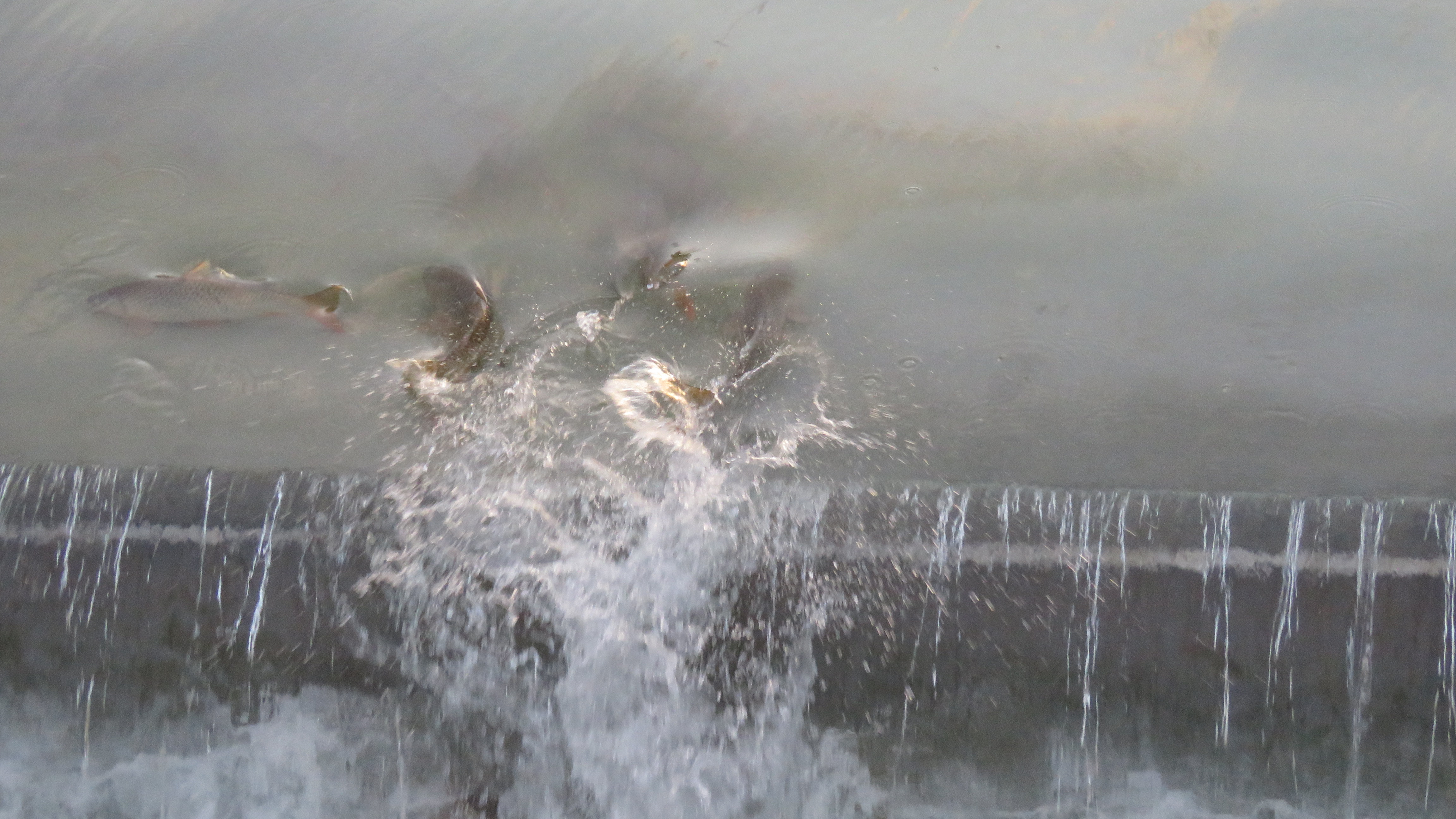 Beyşehir Gölü’nden Artık Balıklar BSA Kanalına Akmayacak