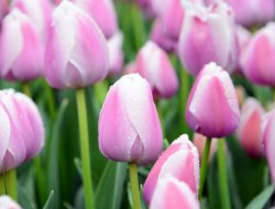 Konya’da Lale Mevsimi