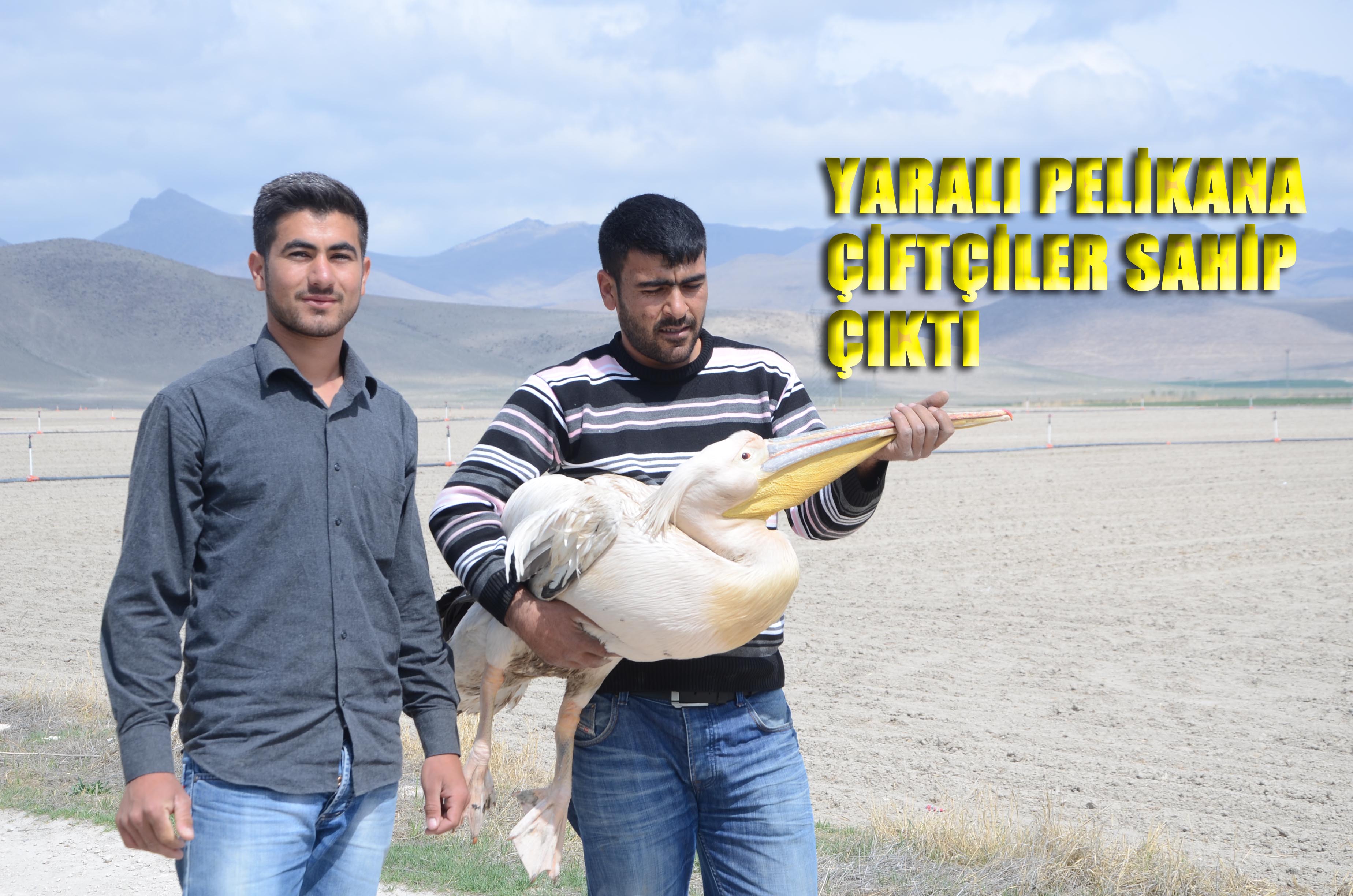 Avcıların Vurduğu Yaralı Pelikana, Çiftçi Şefkati