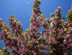 Rengarenk Sakuralar Baharı Yaşatıyor