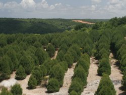 -Geçen Yıl Ülke Genelinde 2 Milyon 235 Bin Fidan Dikildi