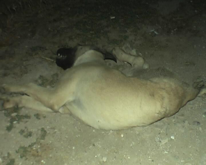 Motosiklet Köpeğe Çarptı ; 2Ağır Yaralı