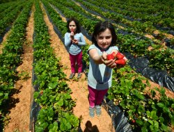 Çilek Üreticisine 5 Milyonluk Destek