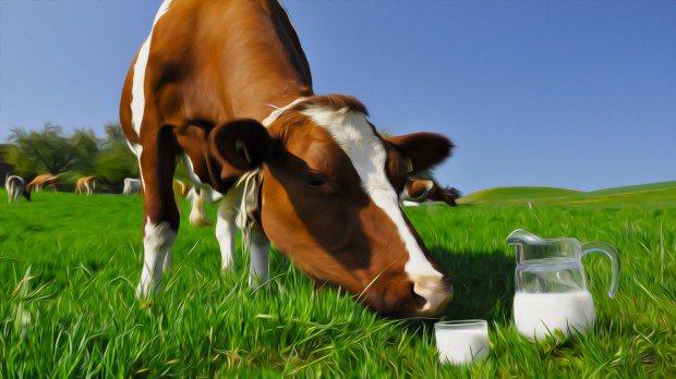 Toplanan İnek Sütü Miktarı Nisan’da Yüzde 0,7 Azaldı