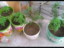 SAKSI İÇERİSİNDE UYUŞTURUCU