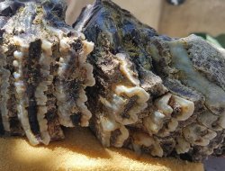 Hüseyin Kaya'dan Örnek Davranış!!!