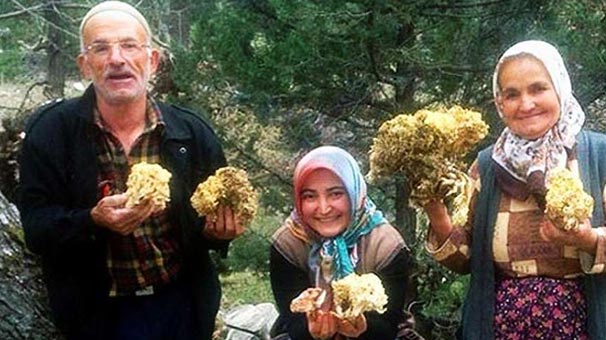 Yanlışlıkla sihirli mantar yediler başlarına gelmeyen kalmadı