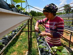 Fide ve Fidan Desteği Fırsatını Kaçırmayın