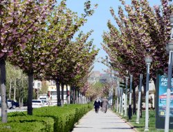 “Çiçek Gibi Konya” Yarışması İlgi Görüyor