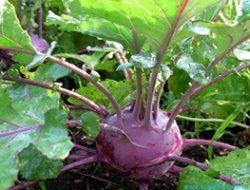 Konya Şalgam Üretiminde Üçüncü Sırada