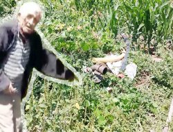 Mısır tarlasında akıma kapılan çiftçi hastanelik oldu